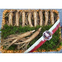 풍기인삼 수삼선물세트 [중굵기] (750g/950g) 100% 5년근 6년근 풍기 현대만석인삼사 (바구니포장), 골드 선물세트3 (750g 9-10뿌리)