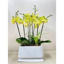 퀵 배송 양재화분배달 송파서양난 전시회축하문구 퇴임식문구 송파화분배달 서초화분배달 서초축하난 송파축하난 양재축하난 인사난문구 인사이동화분문구 퇴임식문구 승진축하문구 축하문구, 3.노랑