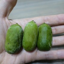 왕다래(용성2호)/삽목2년포트/묘목/d0087, 1개