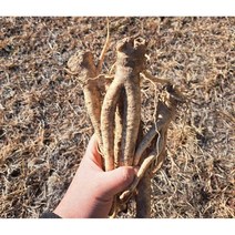 3년근 태백 도라지(반찬용 약용 정과용) 산지직송 고랭지에서 제배하여 맛과 향이 좋은 태백 도라지, 다림용파치도라지kg
