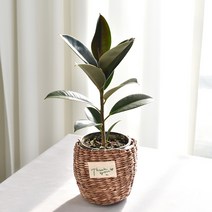 실내공기정화식물 율마 아레카야자 스킨답서스 산세베리아 테이블야자 유칼립투스 이레카야자 페페 스투키 몬스테라, (식물만), 13.멜라니고무나무