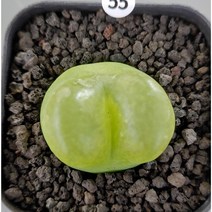 마우가니(대형)-55