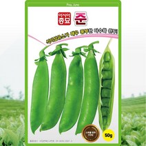 준콩 씨앗 콩 씨 종자 50g, 단품