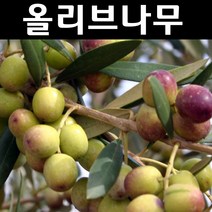 올리브/아르베키나(자가수정) 나무 묘목 10cm포트 5개/유실수/과수