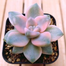 살구미인금 물이들면 예쁜 다육식물30 랜덤발송, 단품