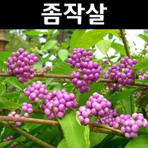 좀작살 키100cm 3개/나무 묘목/꽃나무/울타리경계수/공원수