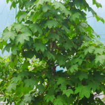 약용식물 / 음나무 엄나무 개두릅 / 포트재배 3주묶음 MT46-3