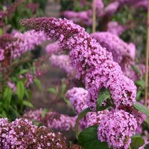 묘목/붓들레아/핑크딜라이트 10cm포트/2개 BB151, 2개