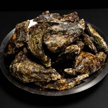 일반굴보다 3배이상 큰 삼배체굴 국내산, 5kg, 1개