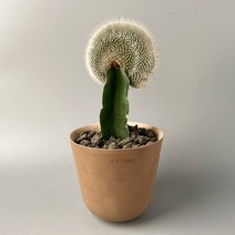 백신환 철화 접목 선인장 - 구불구불 하얀 빛깔의 미니 밍크선인장, 독일토분 완성분 (모카색상), 1개