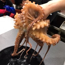 [산지직송]제이블릭 당일어획 통영 자연산 대왕 활 돌문어 1kg 2kg 활문어 이바지 답바지 코스트코 문어 모리타니아, 활 돌문어 1kg 중대(2미), 1개