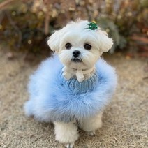 화려한 강아지 옷 디자이너 개 옷 작은 개 고양이 럭셔리 스웨터 슈나우저 요크 푸들 모피 코트 개 옷, XL, B1521 Blue Sweater