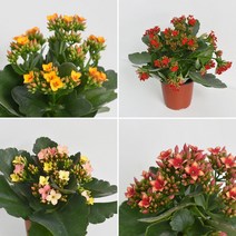 칼랑코에 카랑코에 가랑코에 식물 소형 모종 공기정화식물 생화 칼란코에 다육식물 꽃모종, 오렌지 1개