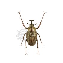 Mycteristes rhinophyllus/리노필루스앞 뿔꽃무지