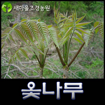 옻나무 옻나무묘목 약나무, 1개
