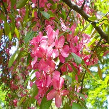충주원예조경/꽃사과나무/실생1년/5주, 주