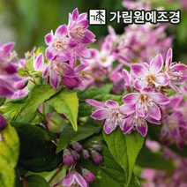 말발도리, 스트로베리필드 4치포트(2개세트)
