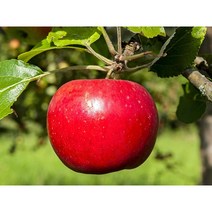 산지직송 달달농산물 꿀사과 경북 충북사과 부사 가정용못난이 초특가세일 10kg~, 02.가정용(못난이)5kg 중소과, 중소과
