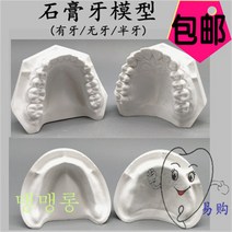 치아모형 재료상 입모형 모양 치과 석고 표준치열 유치악 Wstug 증정, 02 무치석고모