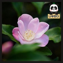 (나무판다) 무늬향동백 나무 묘목 포트, 무늬향동백 포트, 1개