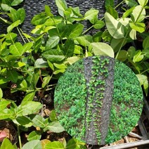 줄사철 5주 묶음 묘목 사철묘목 울타리 야생화 사철나무, 5개