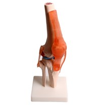 무릎관절 모형 실습모형 뼈모형, 쇼핑은 스마트팝 1
