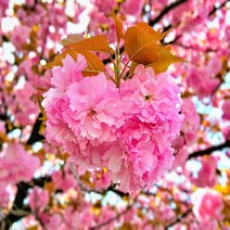 충주원예조경 / 겹벚나무 / 접목1년 / 뿌리묘, 주