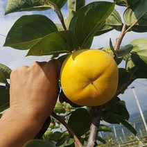 자연의 뜰 김종옥님 감 태추단감 구례단감 배단감, 1box, 4kg (14-16과내)