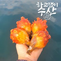 하고잽이수산 통영 제철 멍게 햇멍게 활멍게 깐멍게(무료배송), 깐멍게1kg×1개, 1개
