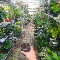 20~50cm 99 마오리코로키아 고로키아 소품