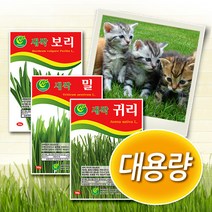 대용량 캣그라스씨앗 -밀 보리 귀리 새싹씨앗, 1개, 새싹귀리 500g