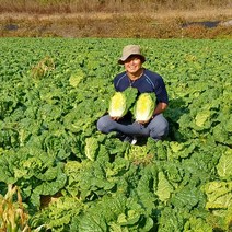 전라도 화원농협 김장 절임알타리 5kg 영양맛 해남해풍 절임 총각무 이맑은김치