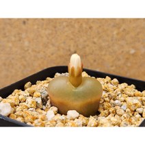 코노피튬/마우가니-1760 아프리카농장, 1개