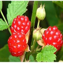 2023년 산지직송 생과 햇 산딸기, 햇 산딸기  3팩 (750g)