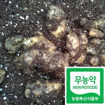 국산 친환경 무농약 흙생강 요리용 급식납품, 500g