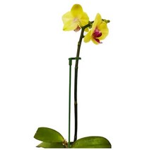 식물 지지대 묘목 모종 화초 꽃 과수 받침대 오링, 지지대054910CM, 1개