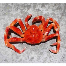 대개 킹크랩 전문점 대게 모형 내부장식용 46cm, 킹크랩 46cm