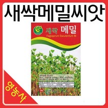 새싹메밀씨앗-새싹씨앗 어린잎채소 메밀 새싹재배기, 필수선택:새싹배추
