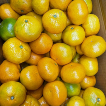 새콤달콤 22년 햇 노지감귤 4.5kg, 4.5kg/대과/L~2L