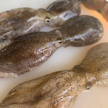 국내산 활 생물 냉동 쭈꾸미 알배기 주꾸미 1kg, 활 쭈꾸미 1kg (10-20미내외)