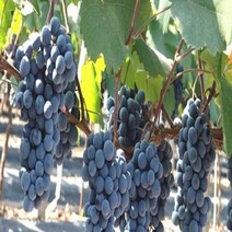 NM루비로망포도 루비로망포도나무 포도나무묘목 루비로망포도묘목