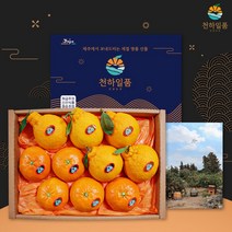 [명품패키지] 귤담원 레드향 한라봉 천혜향 명품 선물세트 3kg 5kg, 1박스, 06.한라봉 선물세트 3kg 대과(5-8과)