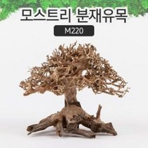 모스트리 분재유목(S) M220 / 아쿠아메이드