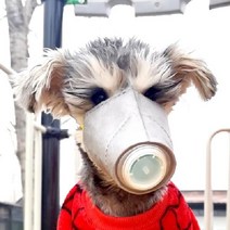 [애구애구] KN95 강아지 미세먼지 황사 마스크 3p, 클린오투마스크(3매_OPP포장) L사이즈