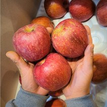못난이 흠집 꿀 부사 사과, 04. 10kg (44-47소과)
