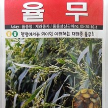 [가람종묘사] 율무 씨앗(한방에서는 의이인이라는 재래종 율무)