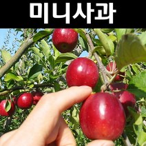 미니사과(알프스오토메) R4cm(분) 1개/나무 묘목/과실수/유실수