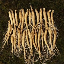 수삼 대삼계 (25뿌리내외 500g), 쇼핑백