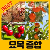 합리적 가격의 우수한 유실수/약용수 종합나무묘목, 27.참두릅나무묘목 중묘