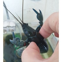 알비더스얍비(블루크로우) 1마리 준성체 1개